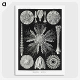 2-59_Ernst-Haeckel_picture-crop