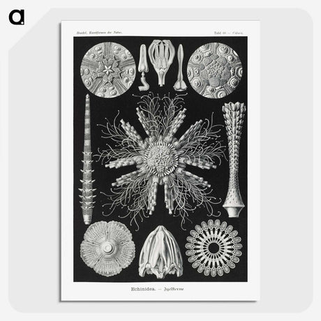 2-59_Ernst-Haeckel_picture-crop