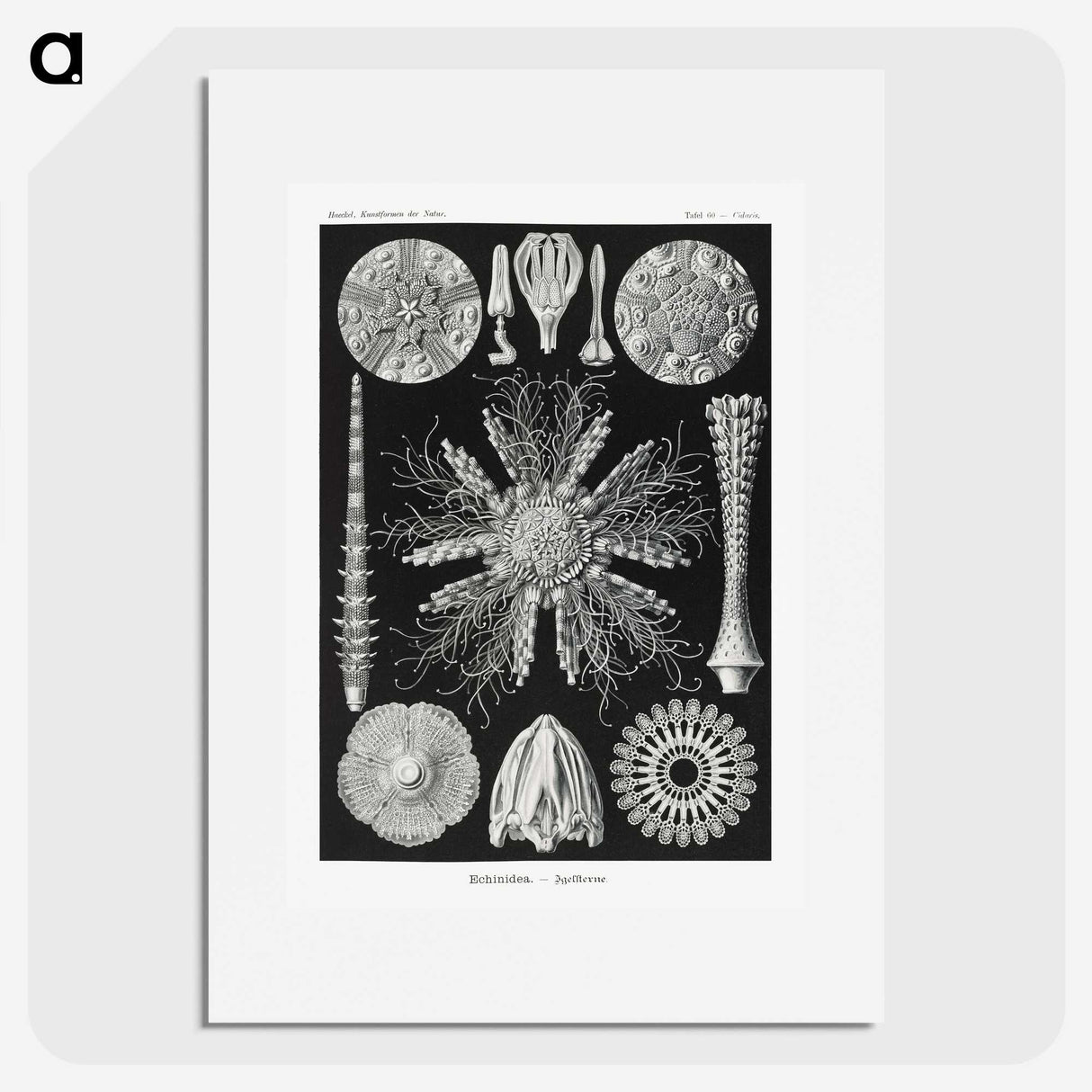 2-59_Ernst-Haeckel_picture