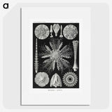 2-59_Ernst-Haeckel_picture