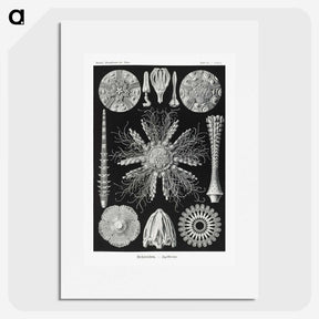 2-59_Ernst-Haeckel_picture