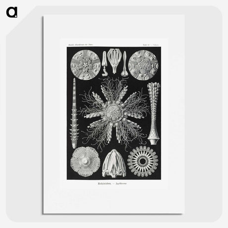 2-59_Ernst-Haeckel_picture