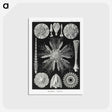 2-59_Ernst-Haeckel_postcard