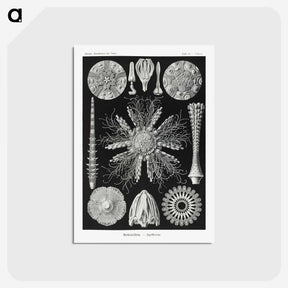 2-59_Ernst-Haeckel_postcard