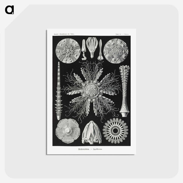 2-59_Ernst-Haeckel_postcard