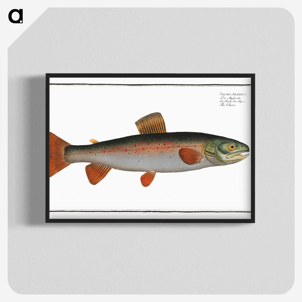 2-59_Ichtyologie-ou-Histoire-naturelle_blk-crop