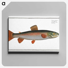 2-59_Ichtyologie-ou-Histoire-naturelle_canvas