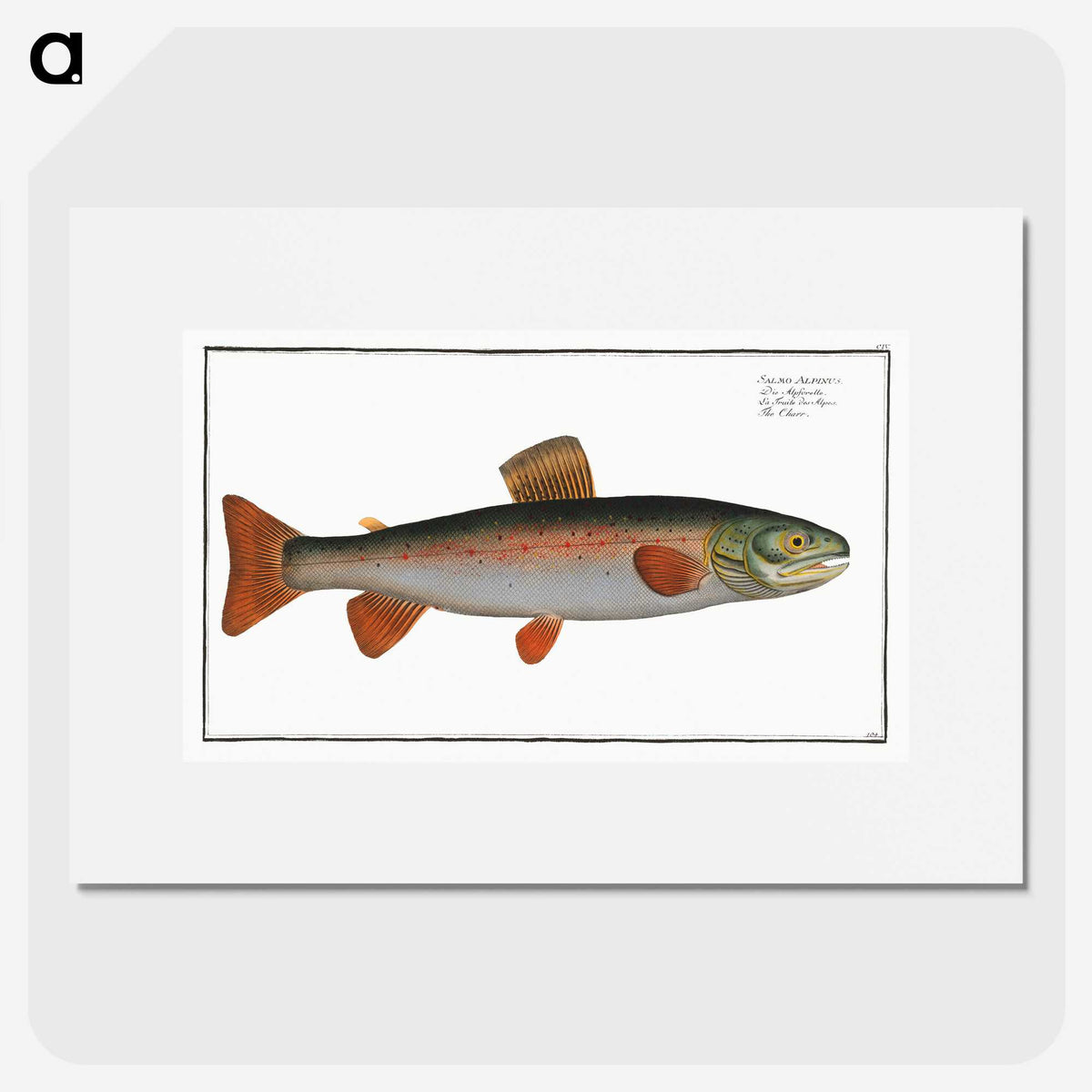 2-59_Ichtyologie-ou-Histoire-naturelle_picture