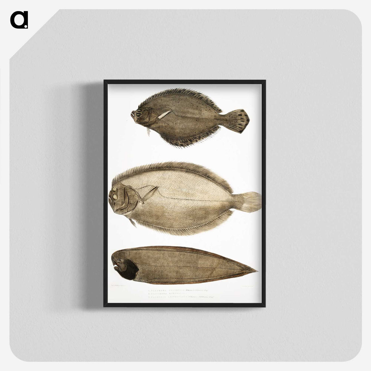 2-59_Indian-Zoology_blk-crop