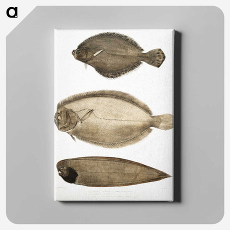 2-59_Indian-Zoology_canvas