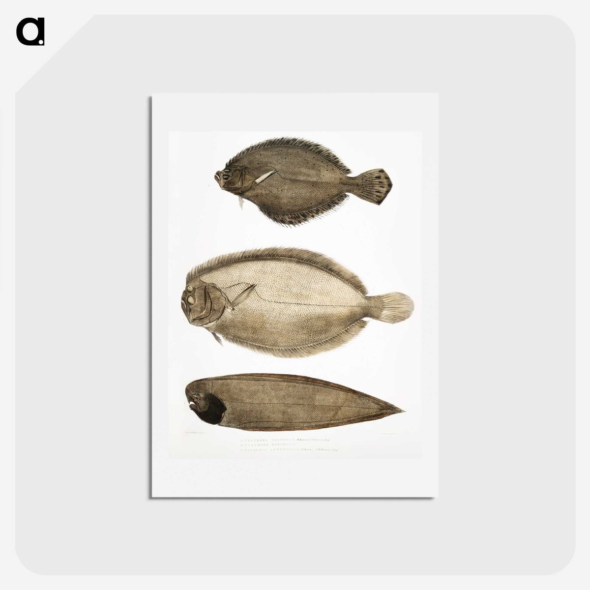 2-59_Indian-Zoology_hagaki