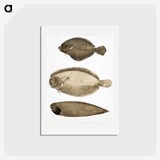 2-59_Indian-Zoology_hagaki
