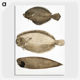 2-59_Indian-Zoology_picture-crop