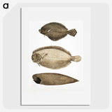 2-59_Indian-Zoology_picture