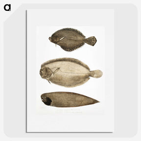 2-59_Indian-Zoology_picture