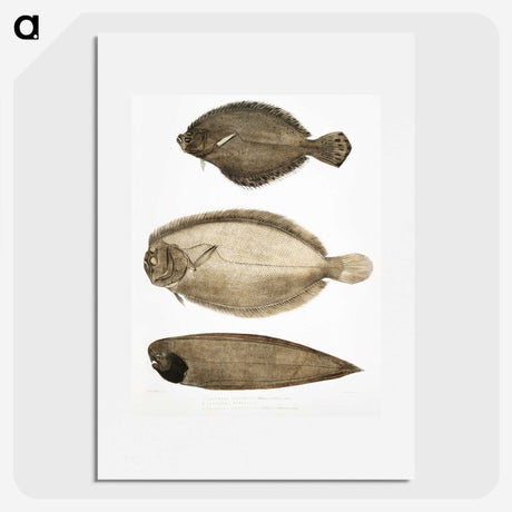 2-59_Indian-Zoology_picture