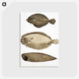2-59_Indian-Zoology_postcard