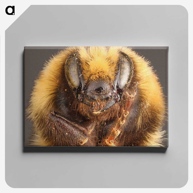 2-59_Insects-Unlocked-Project_canvas