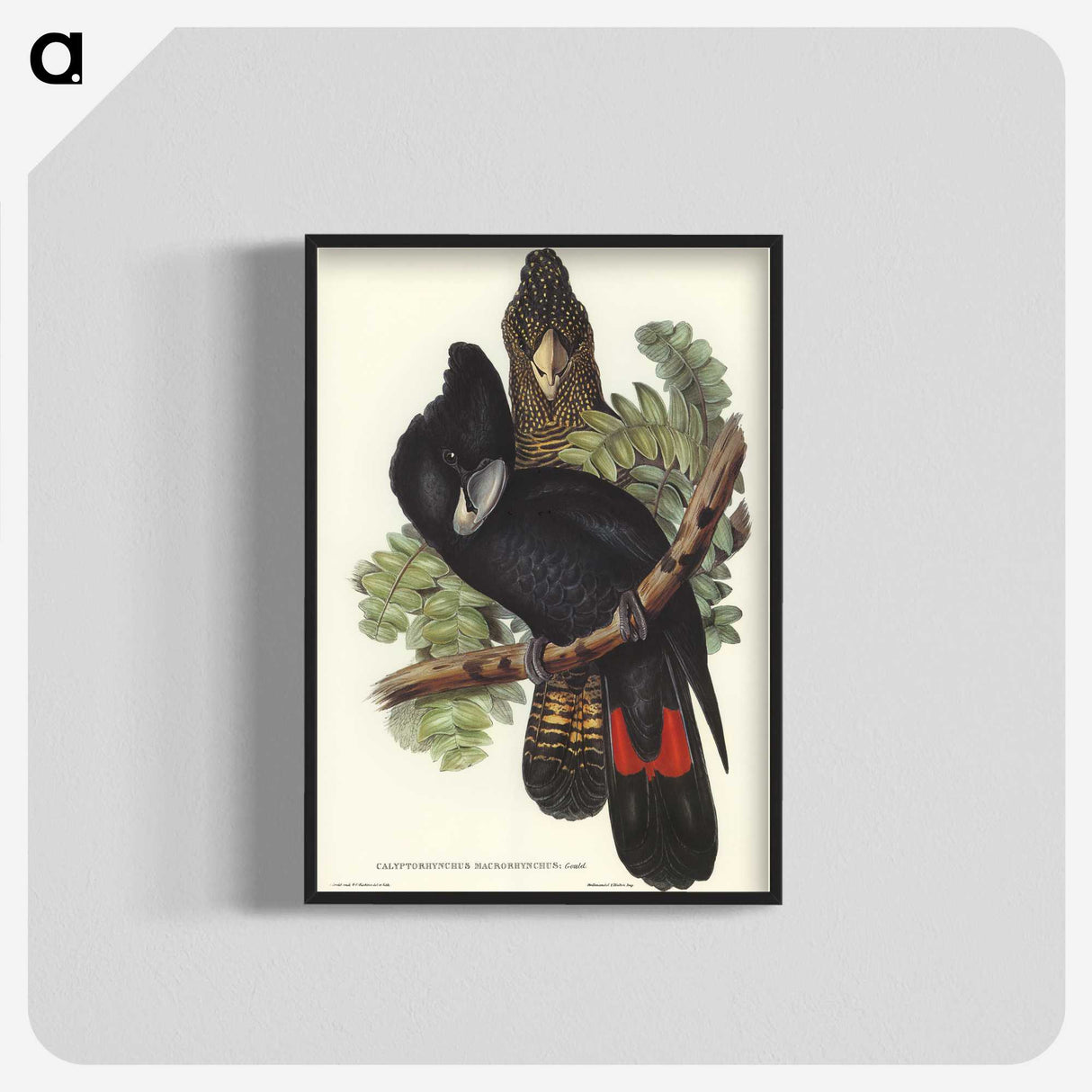 2-59_John-Gould_blk-crop
