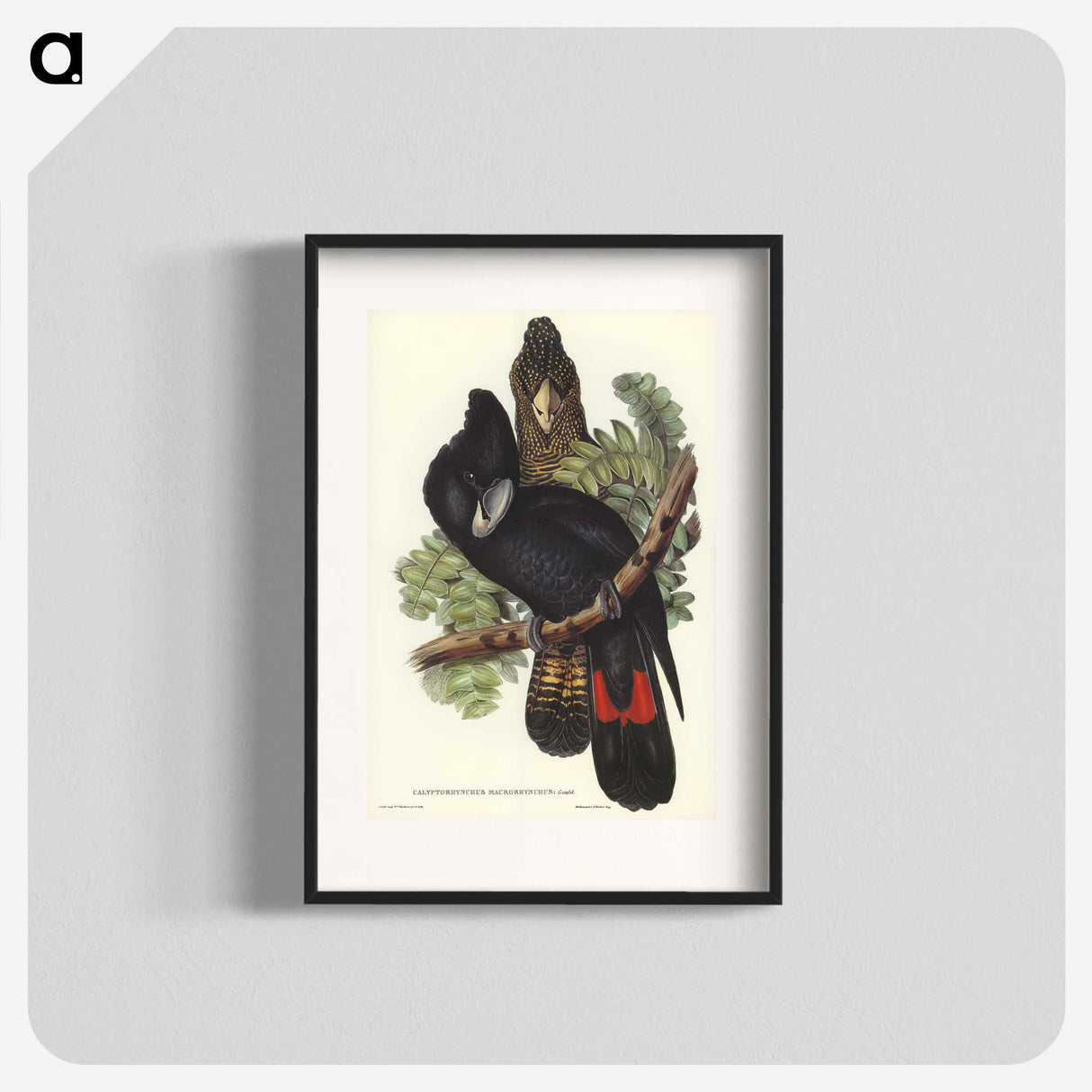 2-59_John-Gould_blk