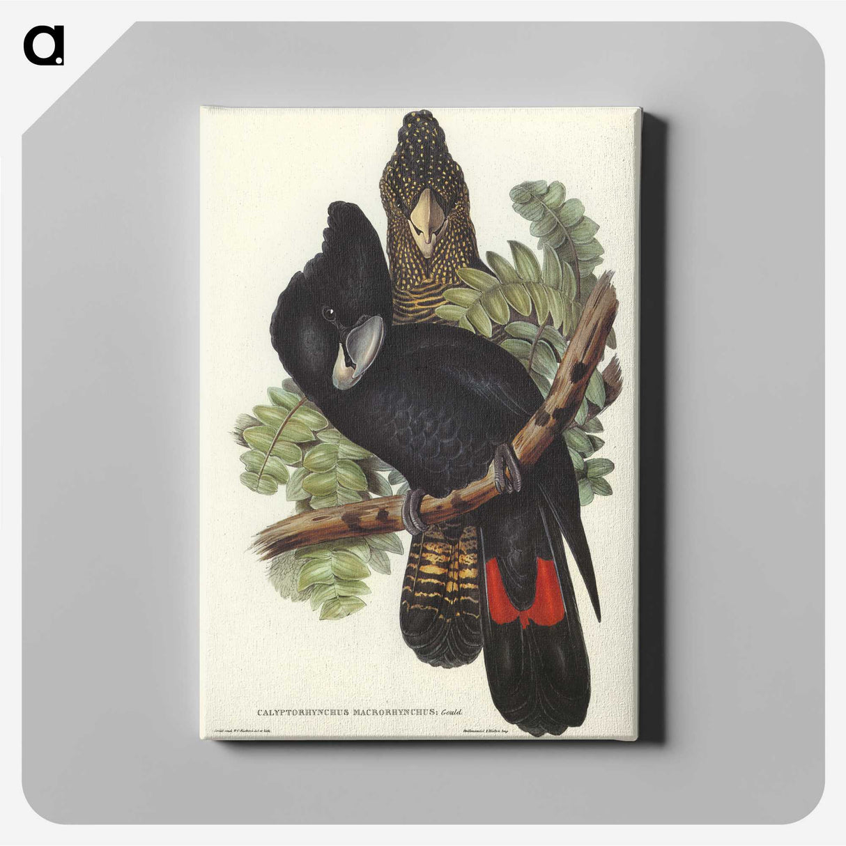 2-59_John-Gould_canvas