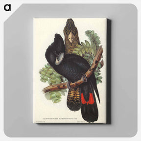 アートパネル-Great-billed Black Cockatoo
 - ジョン グールド Canvas.