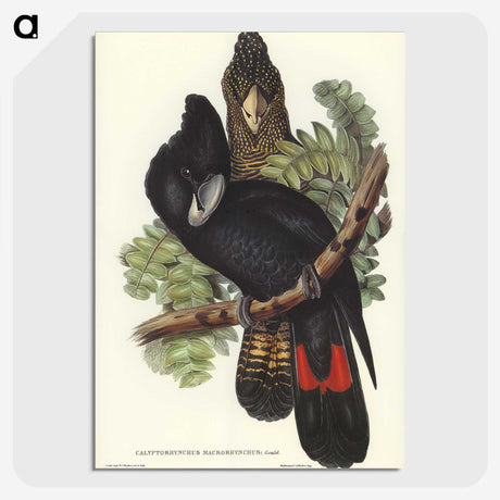 2-59_John-Gould_picture-crop