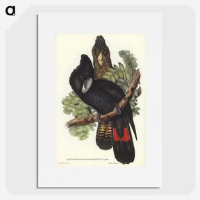 2-59_John-Gould_picture