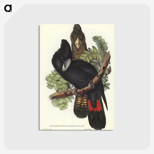 2-59_John-Gould_postcard