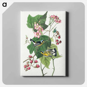 アートパネル-Black & Yellow Warblers
 - ジョン ジェームス オーデュボン Canvas.