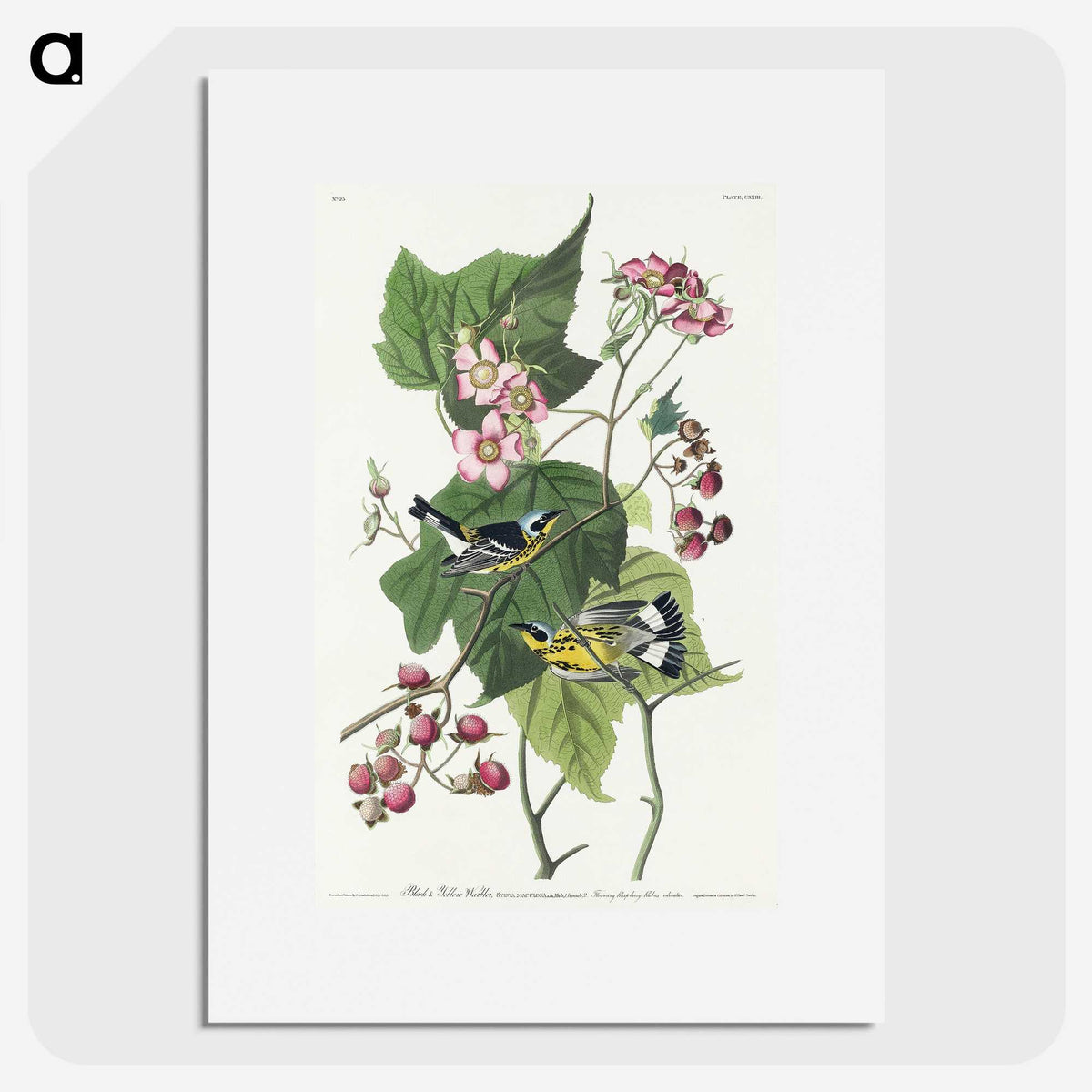 2-59_John-James-Audubon_picture