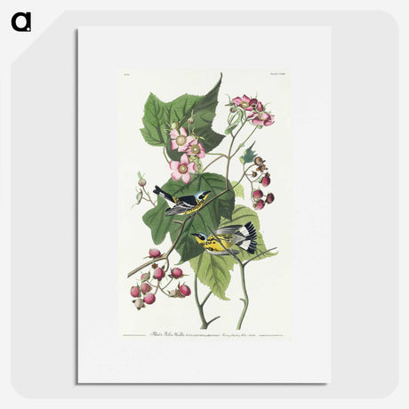 2-59_John-James-Audubon_picture