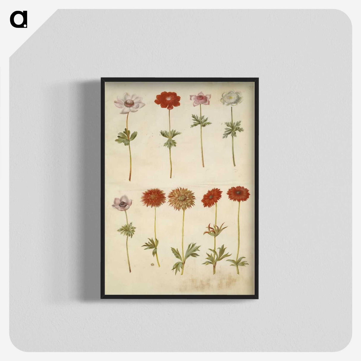 2-59_Maria-Sibylla-Merian_blk-crop