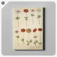 2-59_Maria-Sibylla-Merian_canvas