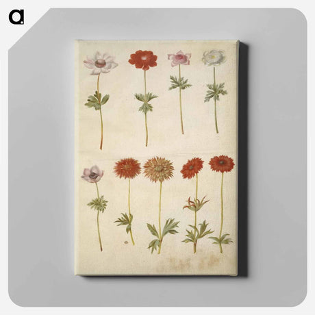 アートパネル-Anemone coronaria and Anemone ×fulgens
 - マリア ジビーラ メーリアン Canvas.