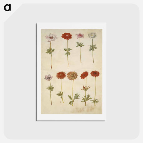 アートポストカード-Anemone coronaria and Anemone ×fulgens
 - マリア ジビーラ メーリアン Postcard.
