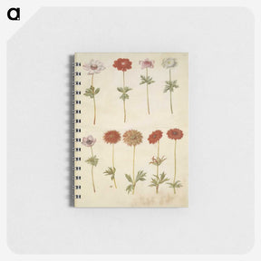 2-59_Maria-Sibylla-Merian_memo
