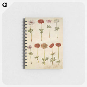 アートメモ帳-Anemone coronaria and Anemone ×fulgens
 - マリア ジビーラ メーリアン Memo.