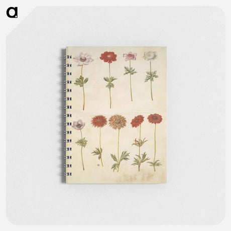 アートメモ帳-Anemone coronaria and Anemone ×fulgens
 - マリア ジビーラ メーリアン Memo.