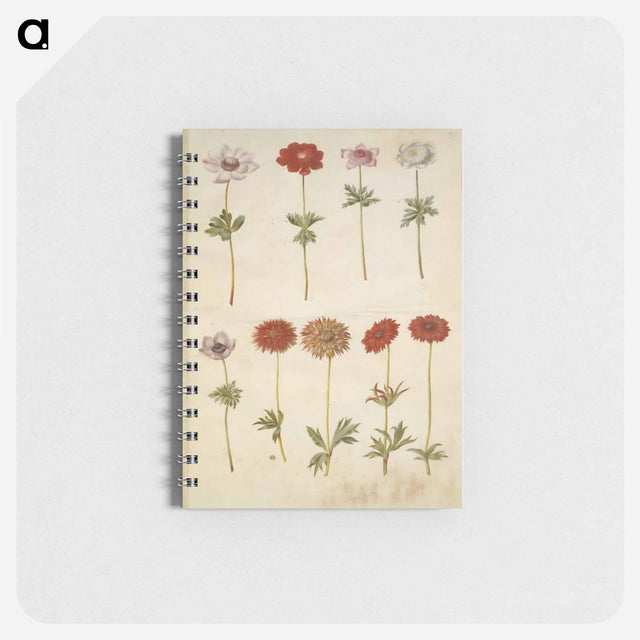 アートメモ帳-Anemone coronaria and Anemone ×fulgens
 - マリア ジビーラ メーリアン Memo.