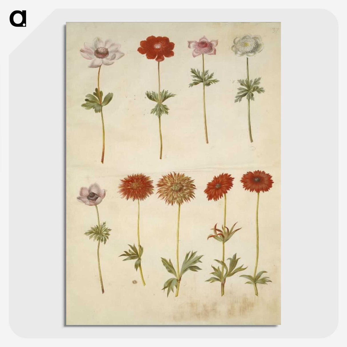 2-59_Maria-Sibylla-Merian_picture-crop