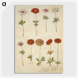 2-59_Maria-Sibylla-Merian_picture-crop