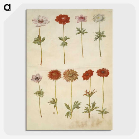 2-59_Maria-Sibylla-Merian_picture-crop