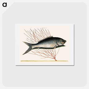 アートポストカード-Bone-Fish
 - マーク ケイツビー Postcard.