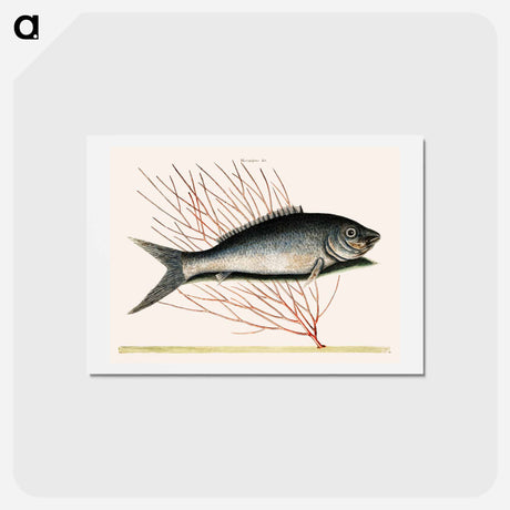 アートポストカード-Bone-Fish
 - マーク ケイツビー Postcard.