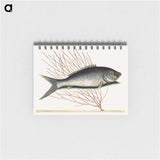 2-59_Mark-Catesby_memo