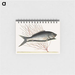2-59_Mark-Catesby_memo
