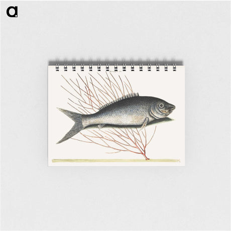 2-59_Mark-Catesby_memo