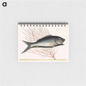 アートメモ帳-Bone-Fish
 - マーク ケイツビー Memo.