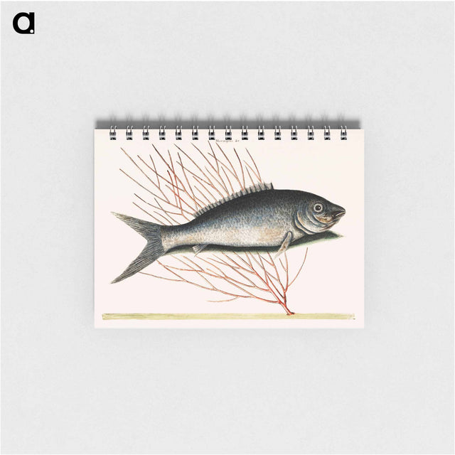 アートメモ帳-Bone-Fish
 - マーク ケイツビー Memo.